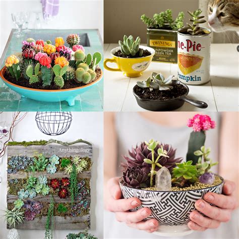 Eye Catching Diy Succulent And Cactus Gardens