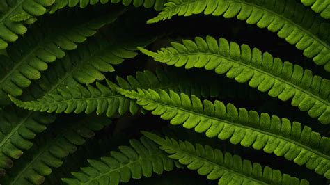 Kostenlose Hintergrundbilder Pflanzen Farn Vegetation Gr