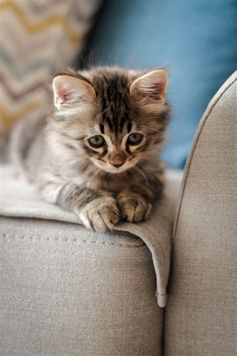 Incredible Compilation Of Over 999 Adorable Kitten Pictures Captivating Collection Of Full 4k