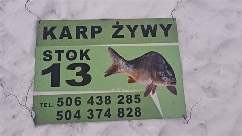 Karp Ywy Detal Hurt Promocja Stok Olx Pl