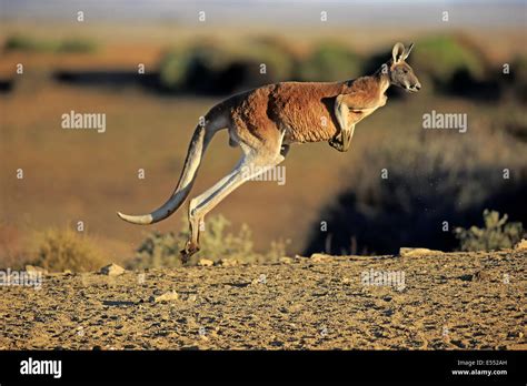 Red Kangaroo Macropus Rufus Adult Male Jumping In Dry Outback Sturt