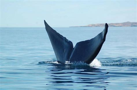 blue-whale-tail.jpg – Loreto Sea and Land Tours and Dive Center