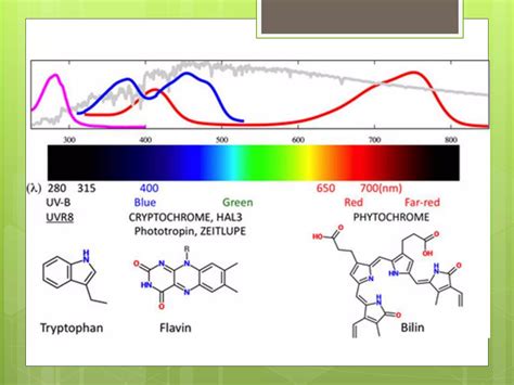 Phytochrome Structure And Function By Nour Deeb Ppt