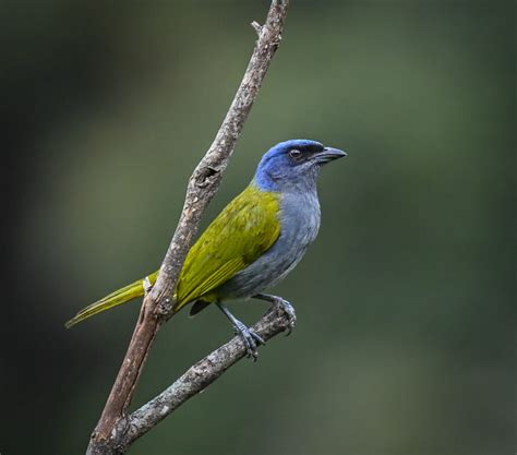 Blue Capped Tanager Owen Deutsch Photography