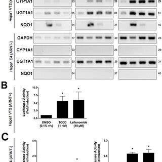 Induction Of AhR Mediated Reporter Gene Activity By Leflunomide A