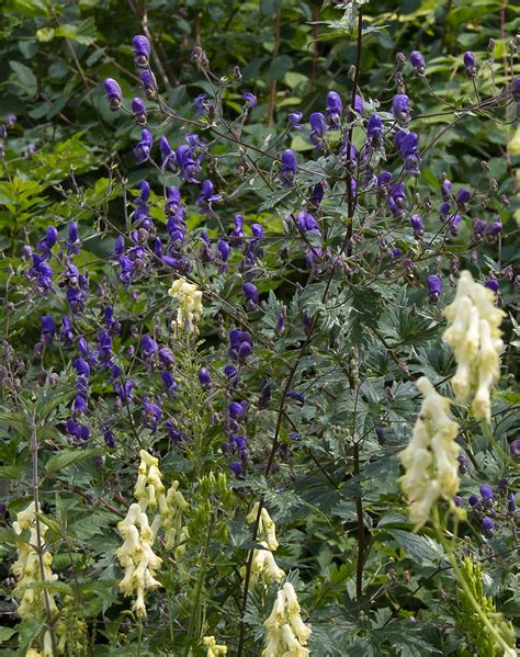 Blauer Eisenhut Aconitum Napellus Blauer Eisenhut A Flickr