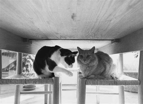 Cat Under The Table