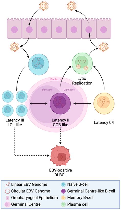 Life Free Full Text EpsteinBarr Virus And The Pathogenesis Of