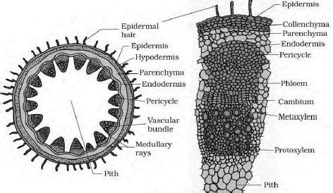 Describe on Dicotyledonous Stem - QS Study