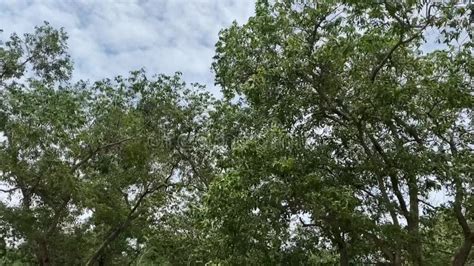 Wind Blowing Trees stock video. Video of branches, leaves - 216567729