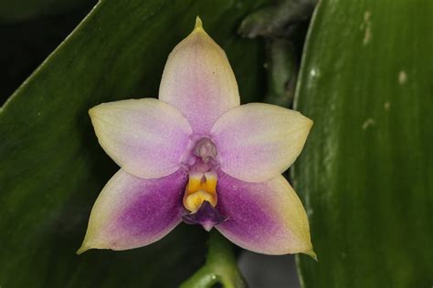 Phalaenopsis Violacea Coerulea A Photo On Flickriver