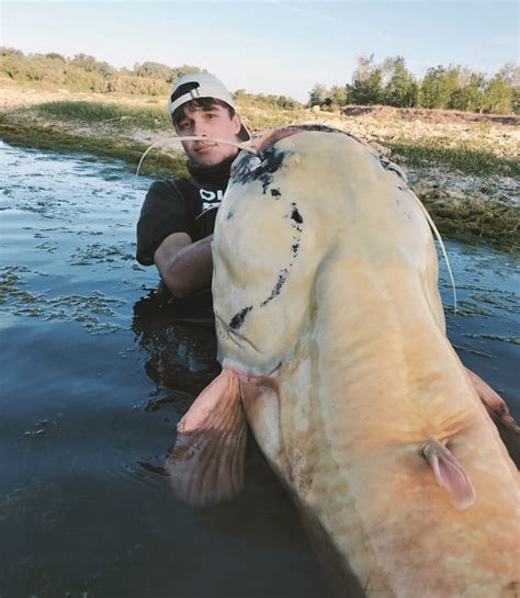 Pescan uno de los siluros blancos más grandes de España en el Ebro