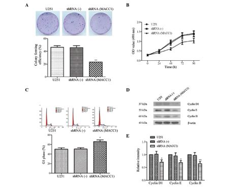 Silence Of Macc1 Expression By Rna Interference Inhibits Proliferation