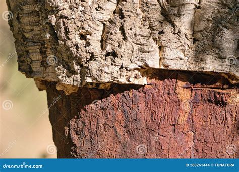 Detail Of Cork Oak Tree Bark Quercus Suber Stock Photo Image Of