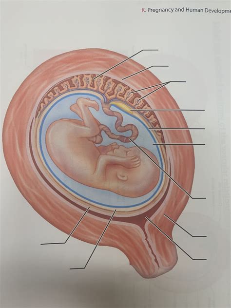 Week Fetus Diagram Quizlet