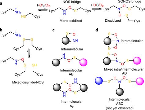 Chemical Structures And Topologies Of NOS And SONOS Redox Switches In