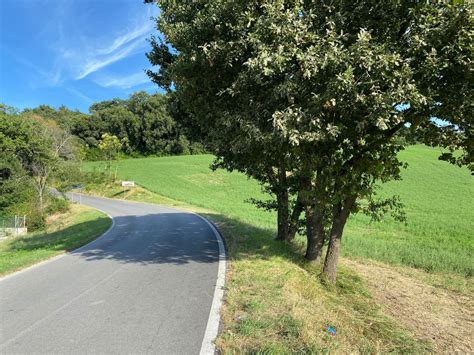 Con La Bici Contro Un Albero Muore Ragazzo Di Anni Cronache