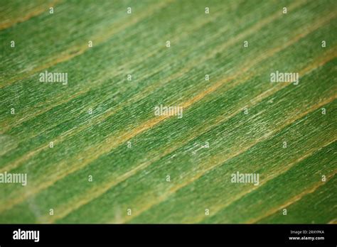 Retro Old Green Chair Texture Abstracts Close Up Background High