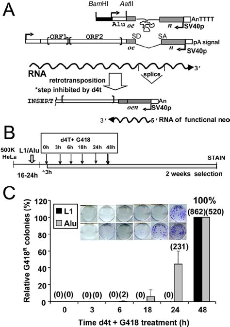 Alu And L Exhibit Different Retrotransposition Kinetics A Assay