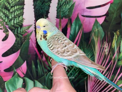 Yellow Face Turquoise English Budgie for sale (Budgerigar ...