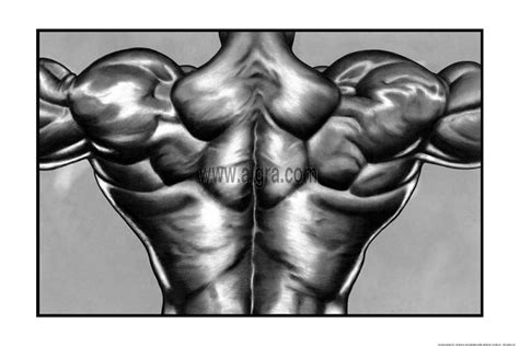 muscle drawing