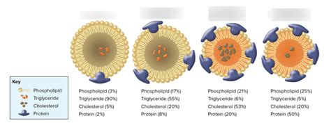 Exam 3: Lipoprotein Types Diagram | Quizlet