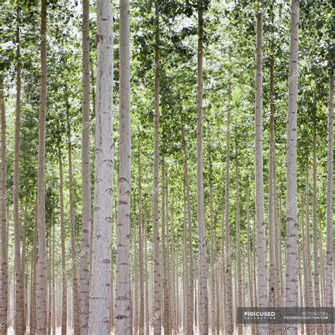 Poplar trees plantation — umatilla county, low angle view - Stock Photo ...