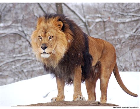 Male Lion Roar Wallpaper | Wallpapers Gallery