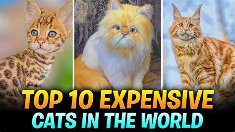 Top 10 Most Expensive Cats In The World YouTube