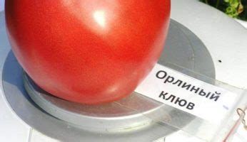 Сорт томата Орлиный клюв - описание, фото, отзывы