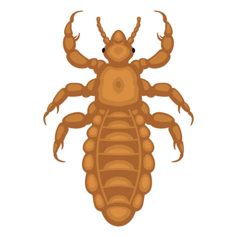 Human Head Lice Stock Vectors Istock