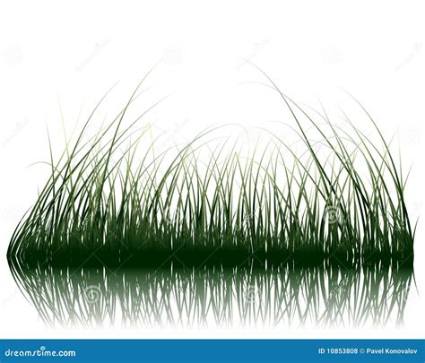 Grass On Water Stock Vector Illustration Of Branch Grassland 10853808