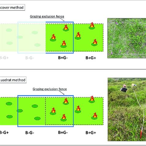 Experimental Design And Vegetation Surveys At The Three Sites