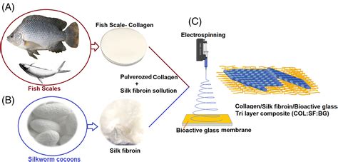 Fabrication Of Biologically Inspired Electrospun Collagen Silk Fibroin