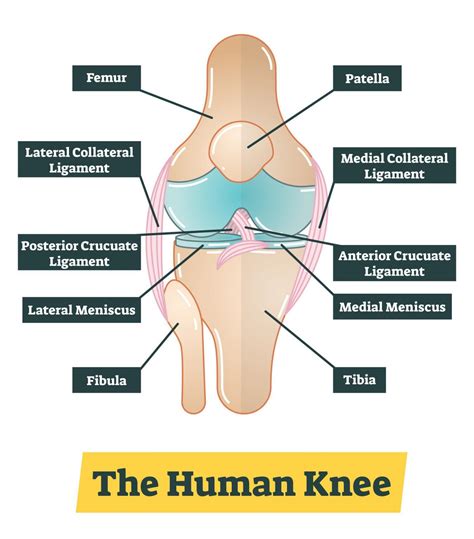 Ligament Injuries Joi Jacksonville Orthopaedic Institute