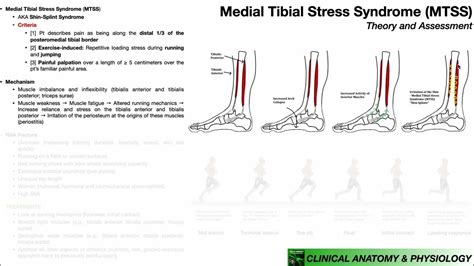 Medial Tibial Stress Syndrome 🏃‍♀️ Presentation Diagnosis And Treatments Youtube