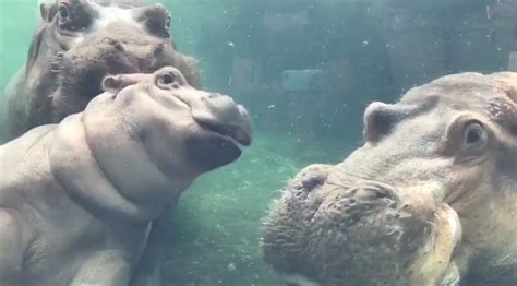 Fiona the Hippo Reunites With Both Her Parents | The Mary Sue