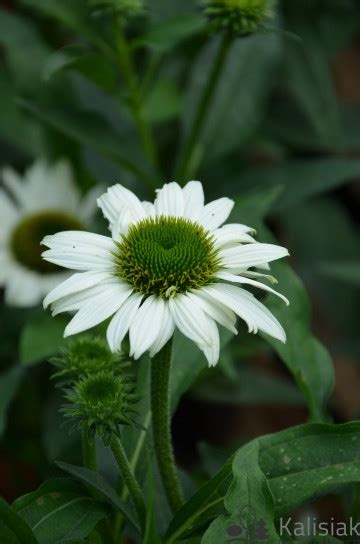 Echinacea purpurea Kismet White Jeżówka purpurowa