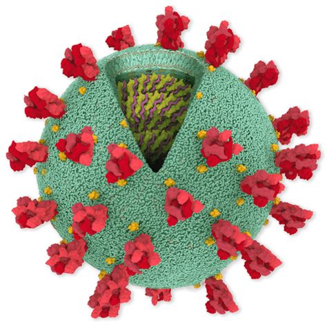 Bad News Wrapped In Protein Inside The Coronavirus Genome The New