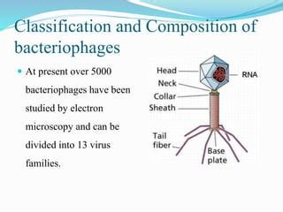 Bacteriophages & Its classification, cycles, therapy, and applications | PPT | Free Download