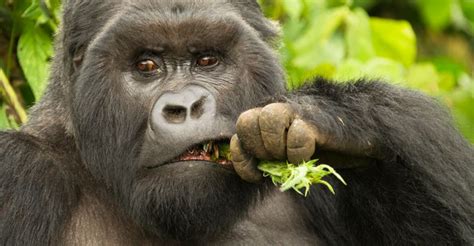 Why Gorillas Are So Strong? - Exploring Animals