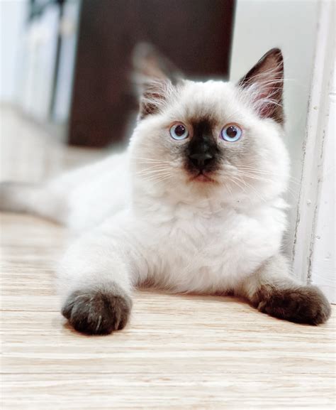 Ragdoll Breed History Ragdoll Kittens By Kelly Ragdoll Cat Breeder