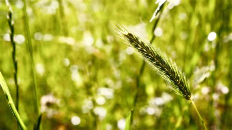 Sunlight Depth Of Field Water Nature Grass Plants Photography