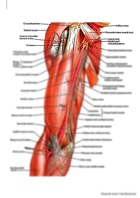 SOLUTION Diagram Of Brachial Artery Studypool