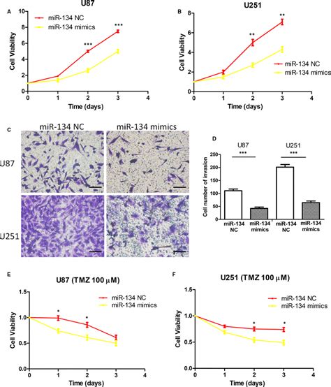 miR‐134 suppressed glioma cell proliferation and invasion and enhanced ... 