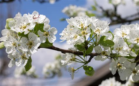 Spring Blossoms On A Pear Tree Wallpaper Flower Wallpapers 51698