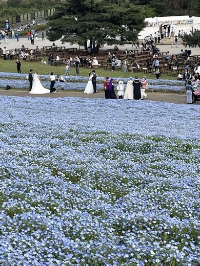 「葬送のフリーレン」の勇者一行、ネモフィラ畑に現る 名場面にちなんだコスプレが「これを花畑を出す魔法か」と23万いいね（13 ページ） ねとらぼ