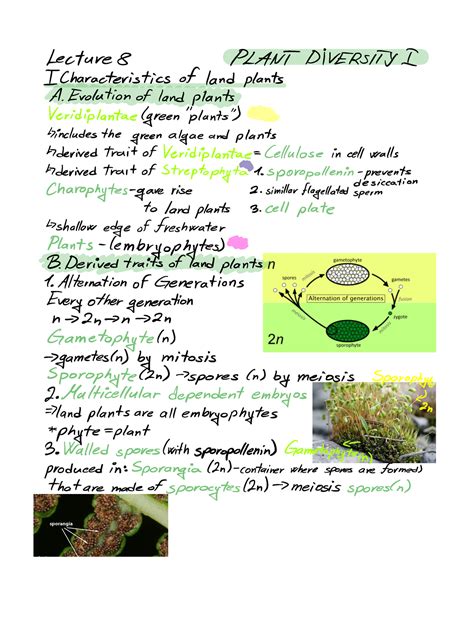 Plant Diversity I Notes Lecture 8 Plant Diversity I I Characteristics Of Land Plants A