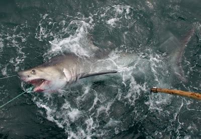 Info-Junction Blog: Porbeagle Shark