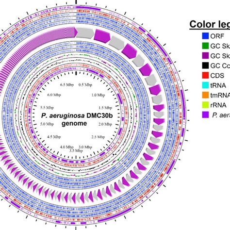 Circular Representation Of Genome Pseudomonas Aeruginosa Strain DMC30b